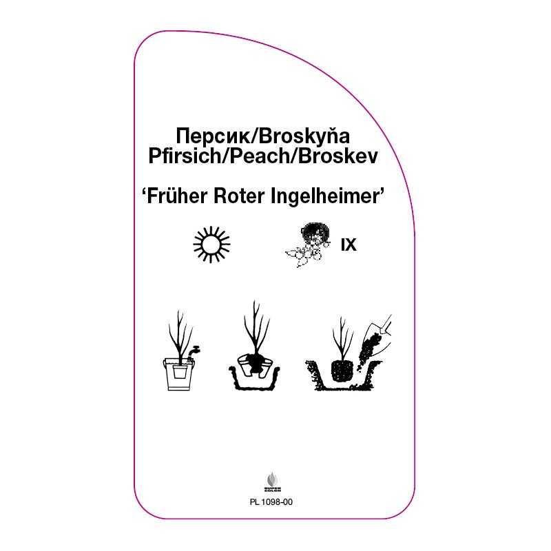 brzoskwinia-fruher-roter-ingelheimer-0