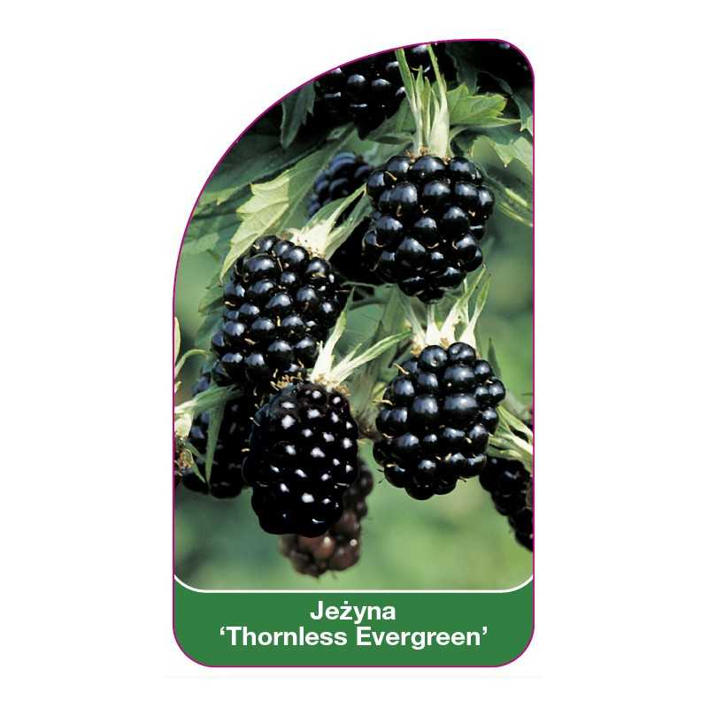 jezyna-thornless-evergreen-1