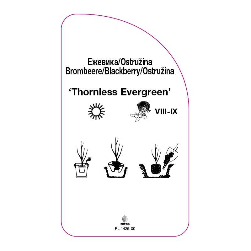 jezyna-thornless-evergreen-0