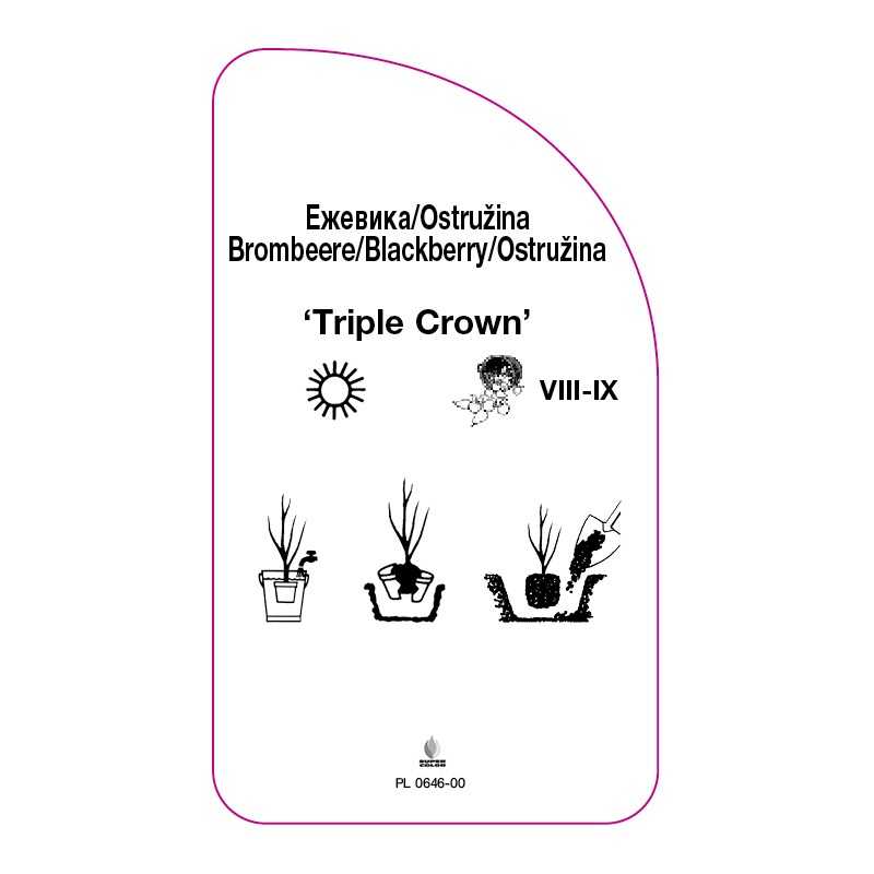 jezyna-bezkolcowa-triple-crown-0