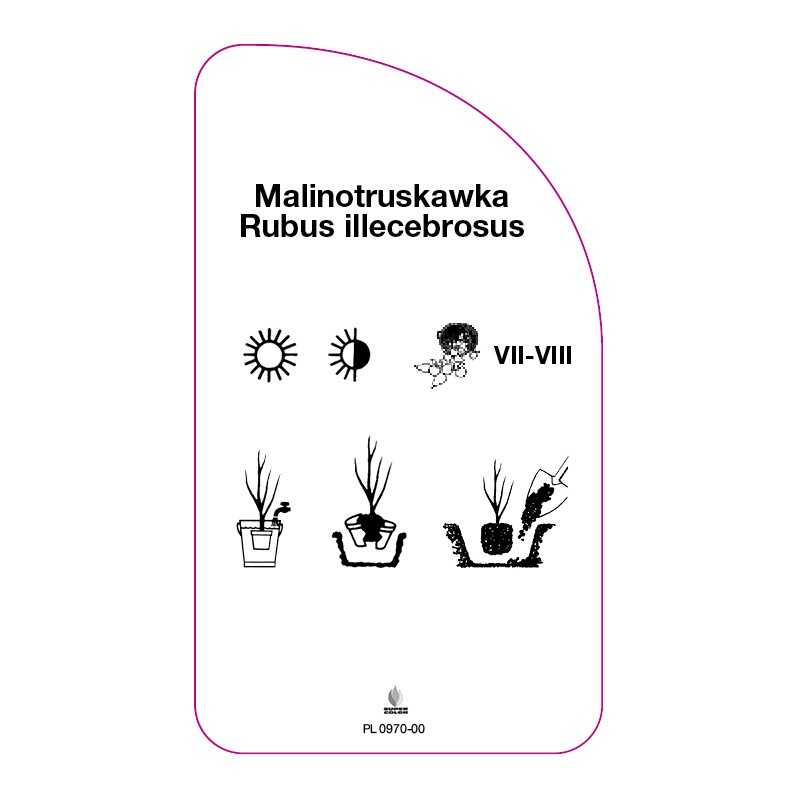 malinotruskawka-rubus-illecebrosus0