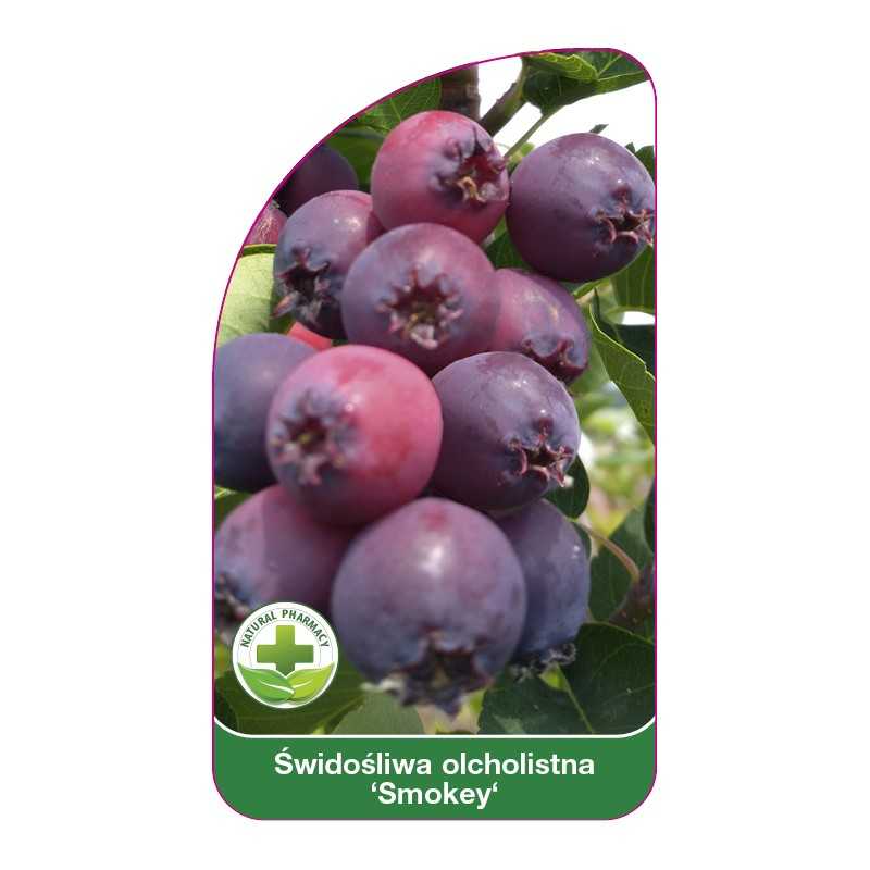 swidosliwa-olcholistna-smokey-1