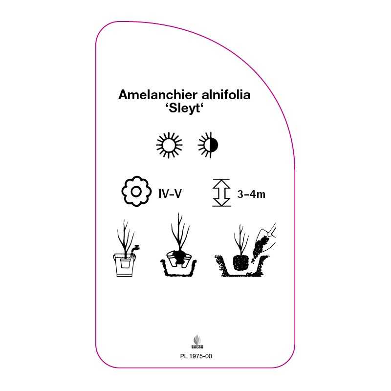 amelanchier-alnifolia-sleyt-0