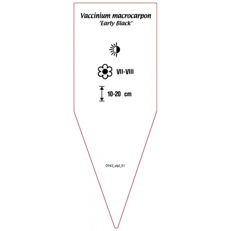vaccinium-macrocarpon-early-black-0