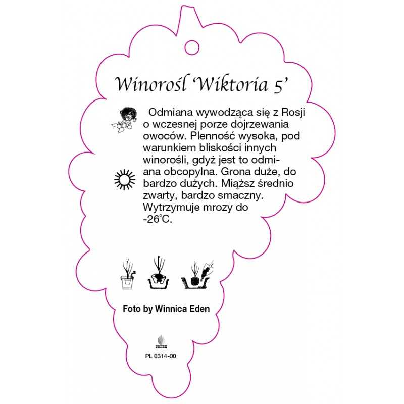 winorosl-wiktoria-5-jumbo0