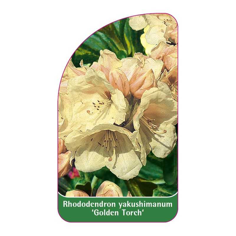 rhododendron-yakushimanum-golden-torch-b1