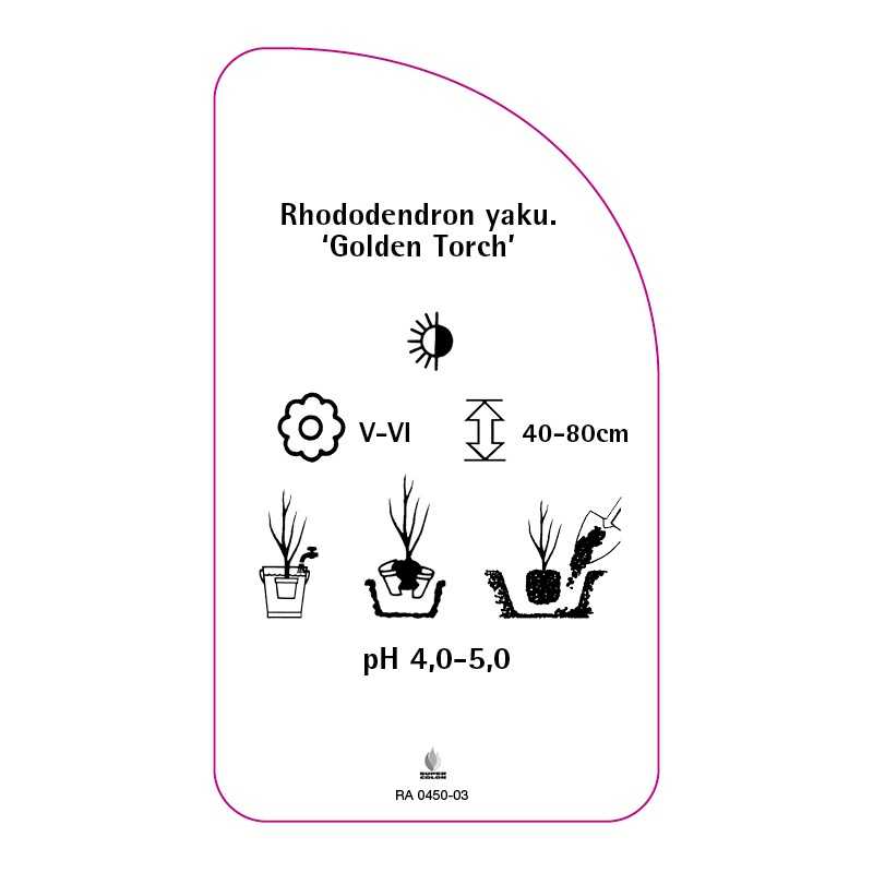 rhododendron-yakushimanum-golden-torch-b0