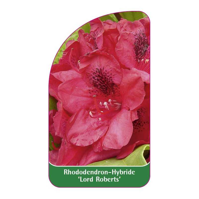 rhododendron-lord-roberts-1