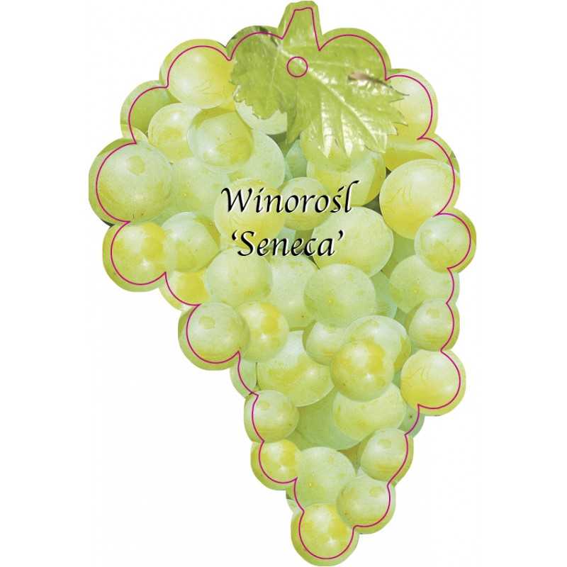 winorosl-seneca-1