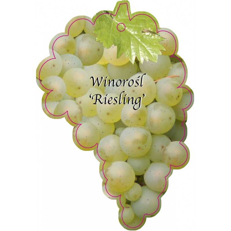 winorosl-riesling-1