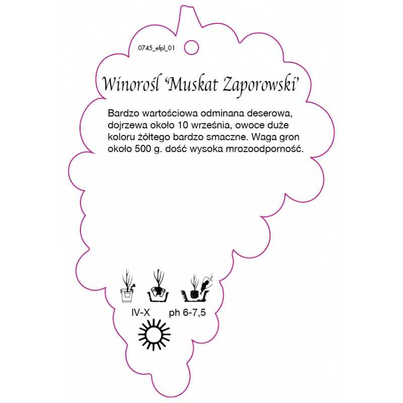 winorosl-muscat-zaporowski-0