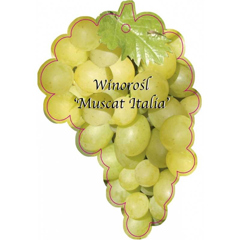 winorosl-muscat-italia-jumbo1
