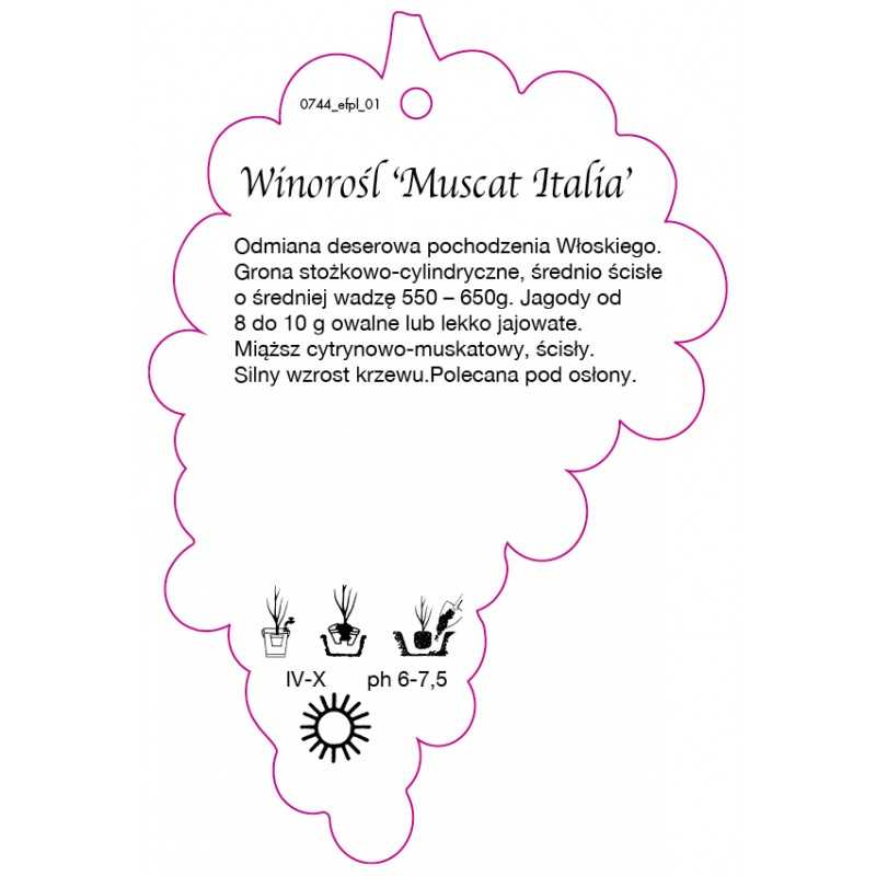winorosl-muscat-italia-jumbo0