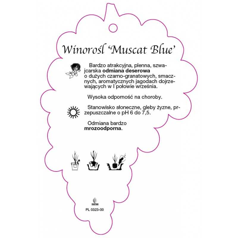 winorosl-muscat-blue-jumbo0