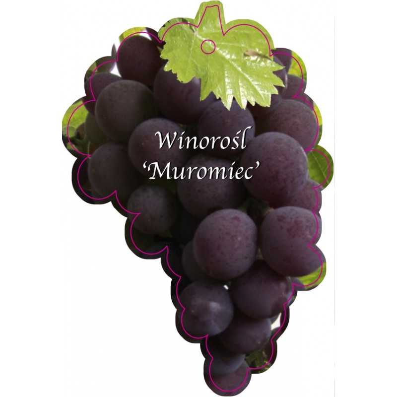 winorosl-muromiec-jumbo1