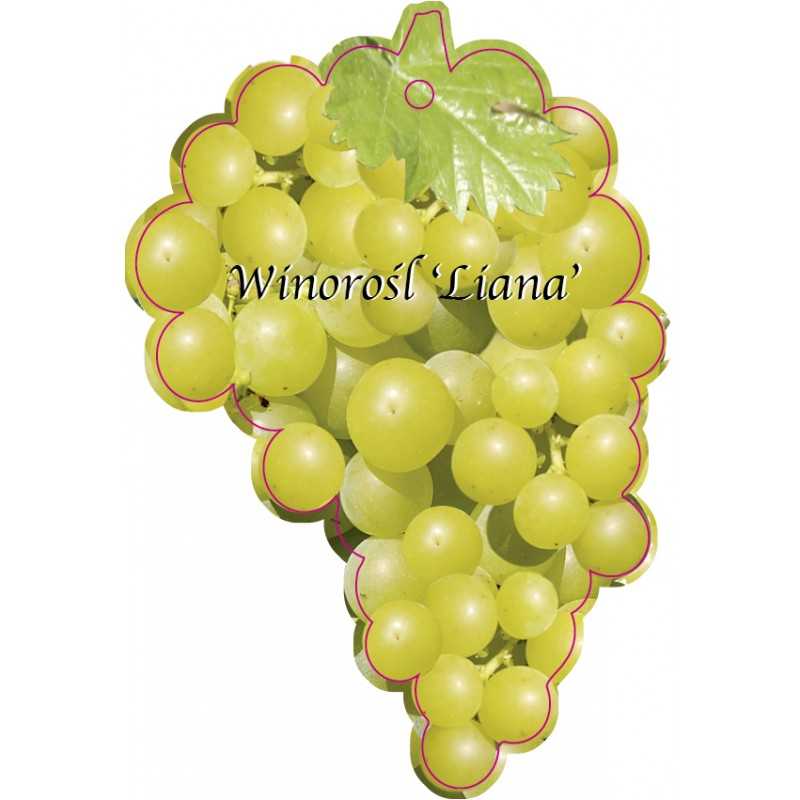 winorosl-liana-jumbo1