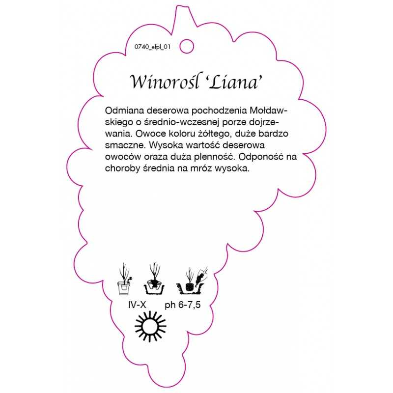 winorosl-liana-jumbo0