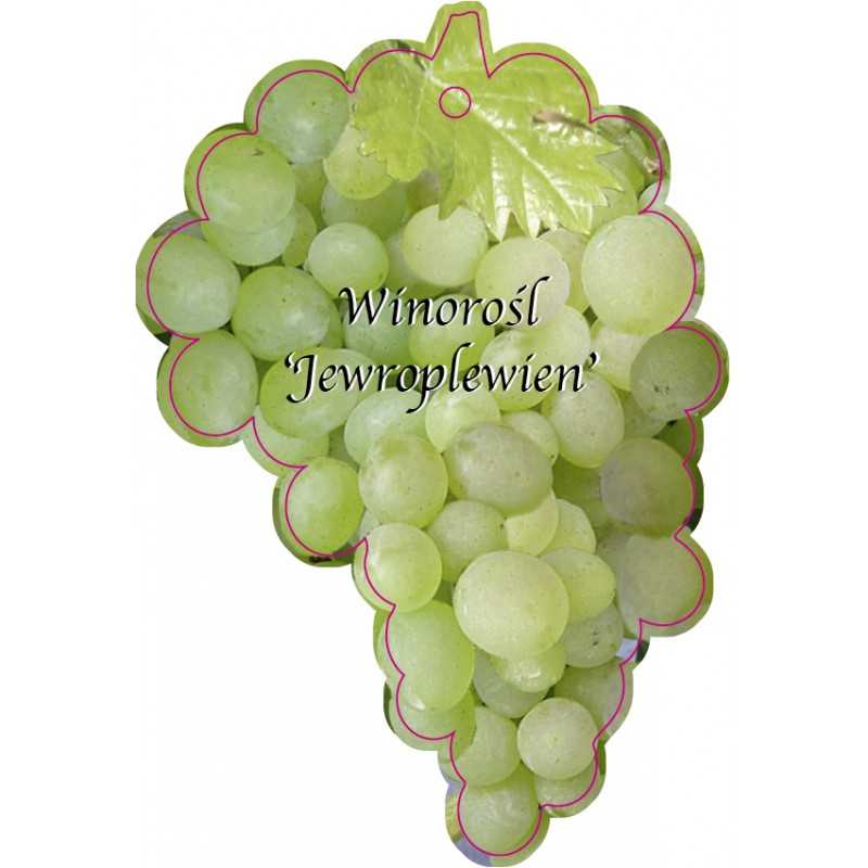 winorosl-jewroplewien-jumbo1