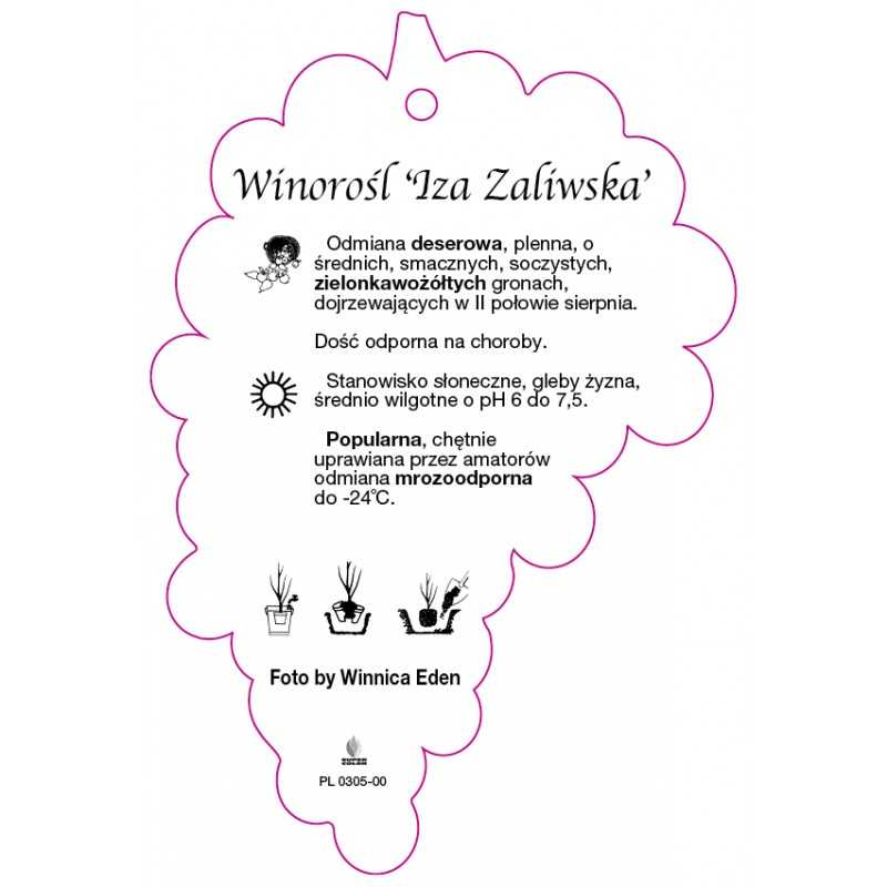 winorosl-iza-zaliwska-jumbo0