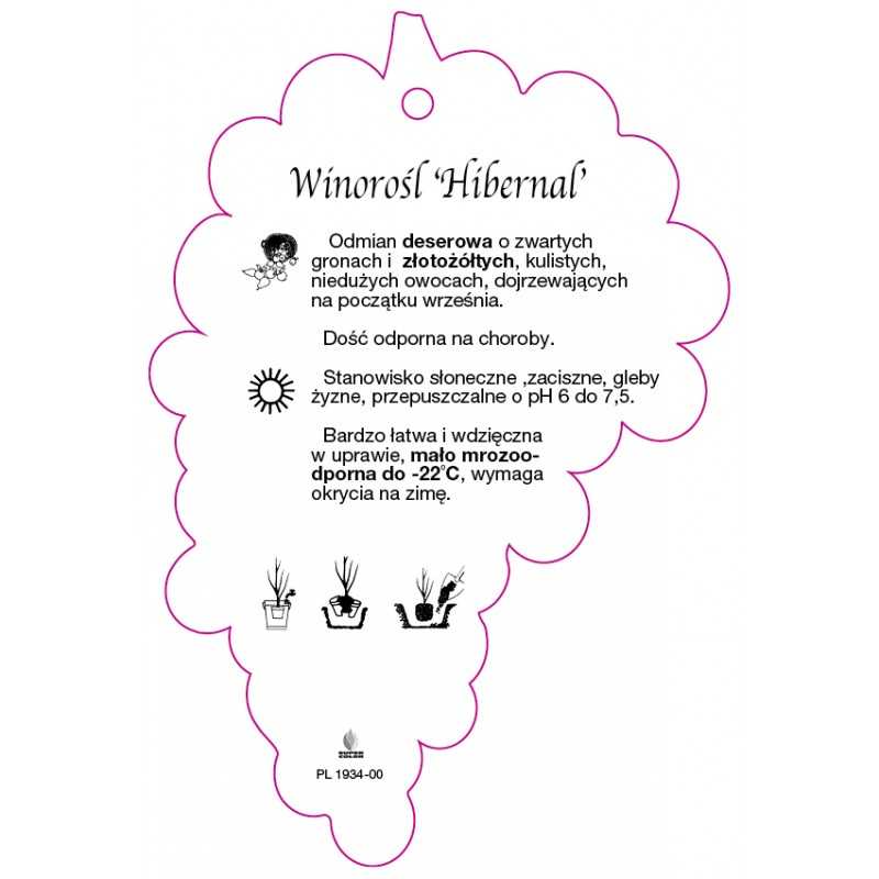 winorosl-hibernal-0