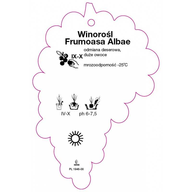 winorosl-frumoasa-albae-0