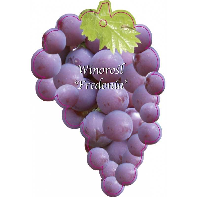 winorosl-fredonia-jumbo1