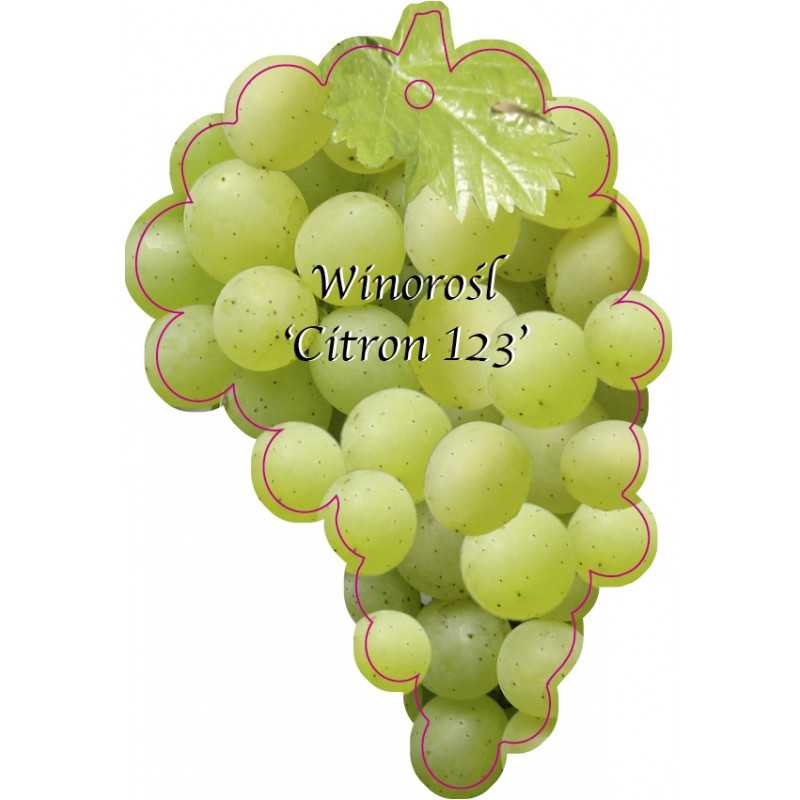 winorosl-citron-123-jumbo1