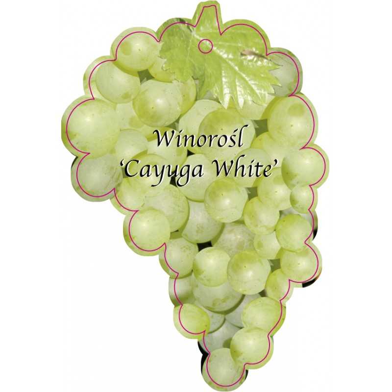 winorosl-cayuga-white-1
