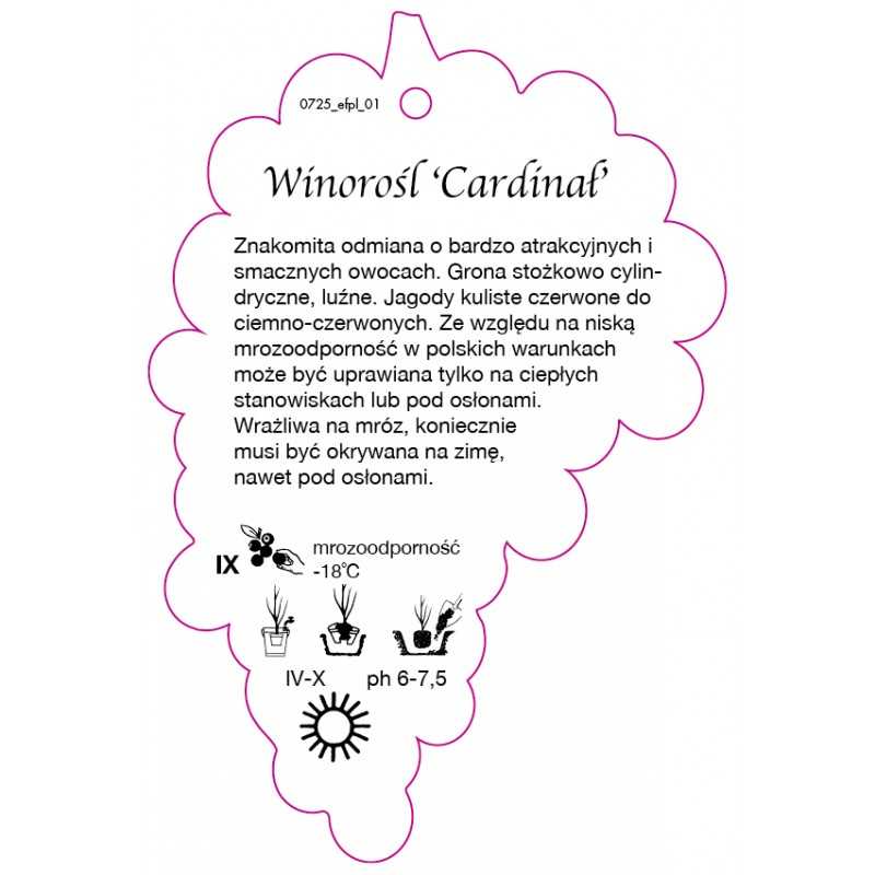 winorosl-cardinal-jumbo0