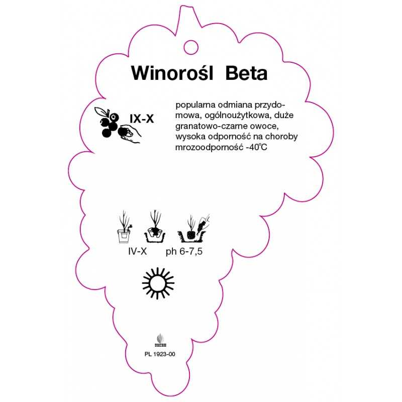 winorosl-beta-jumbo0