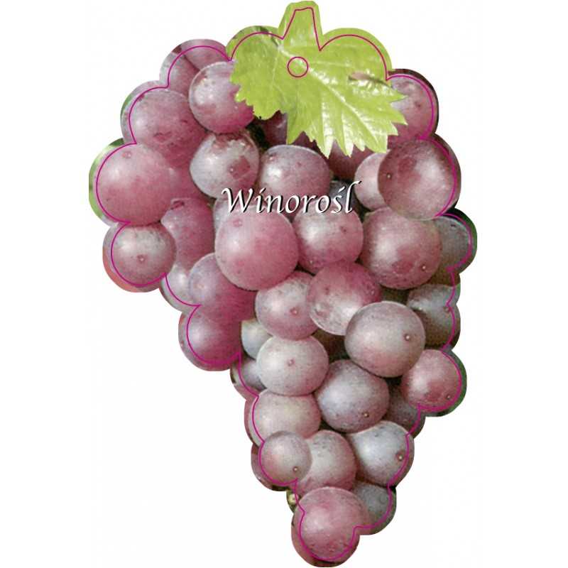 winorosl-owoc-ciemny-roz-jumbo1