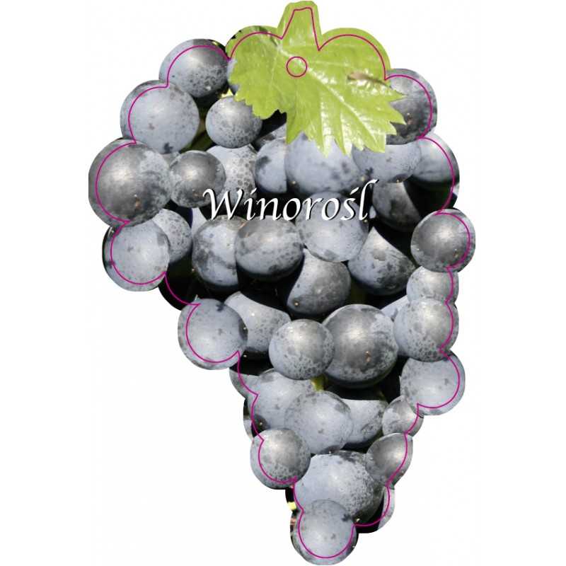 winorosl-owoc-niebieski-jumbo1