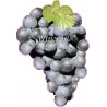 winorosl-owoc-niebieski-jumbo1