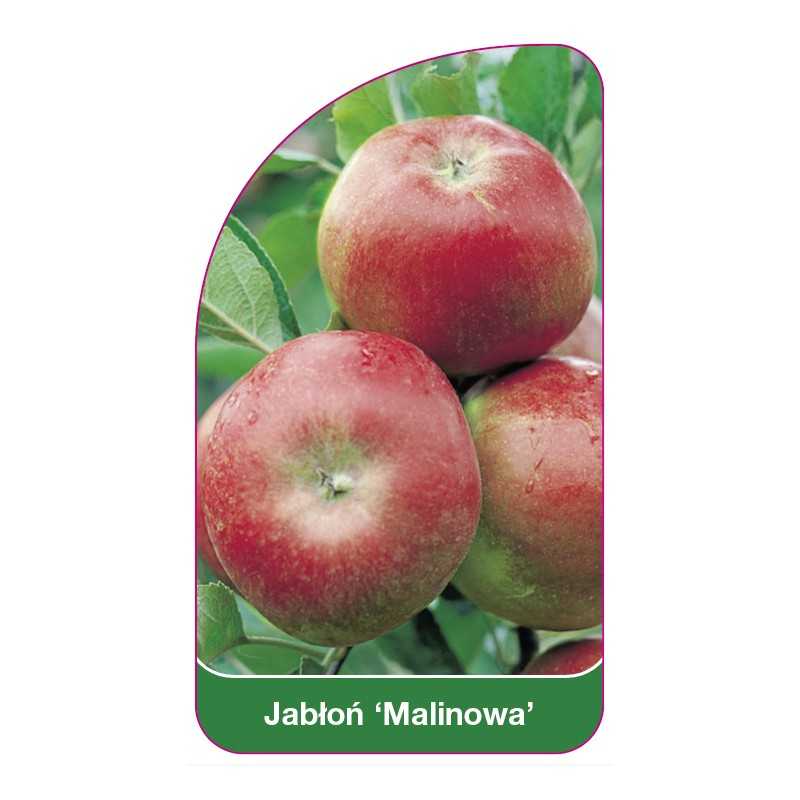 jablon-malinowa-1