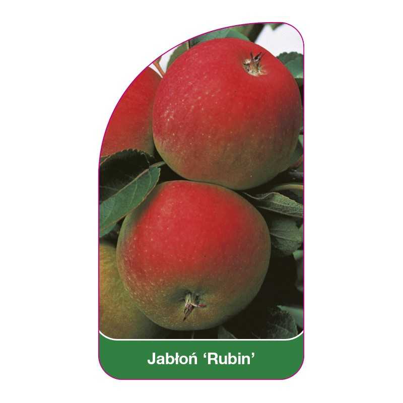 jablon-rubin-1
