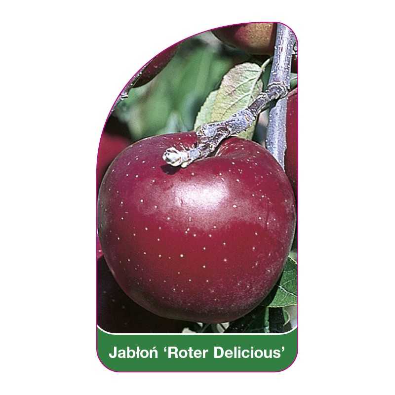 jablon-roter-delicious-a1