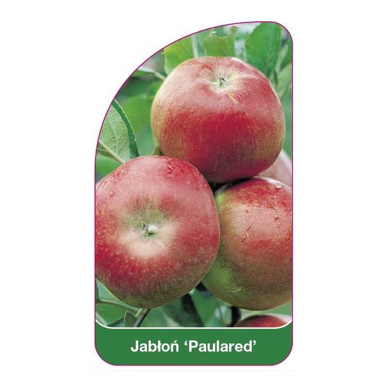 jablon-paulared-1