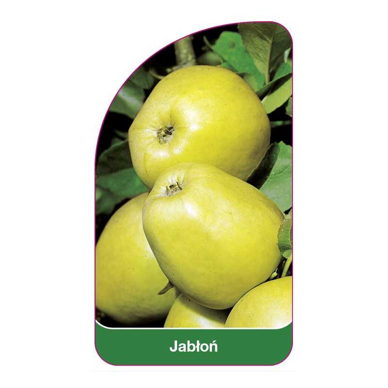 jablon-owoc-zielony1