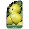 jablon-owoc-zielony1