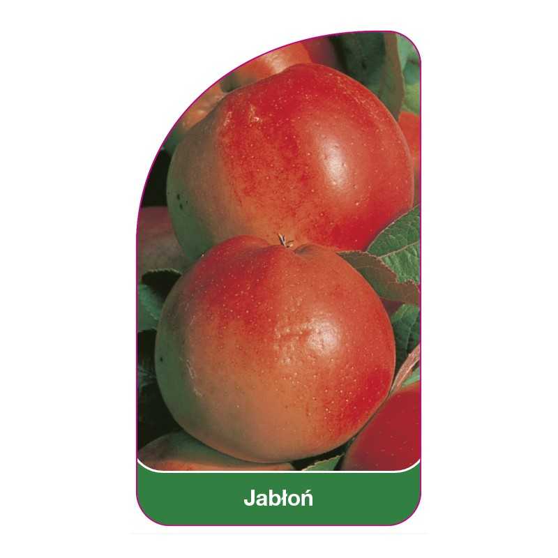 jablon-owoc-czerwony-iii1