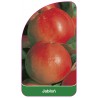 jablon-owoc-czerwony-iii1