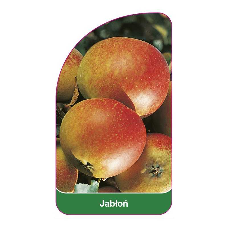 jablon-owoc-czerwony-ii1