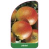 jablon-owoc-czerwony-ii1