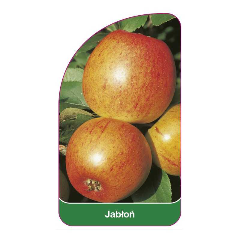 jablon-owoc-czerwony-i1