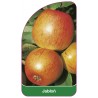 jablon-owoc-czerwony-i1