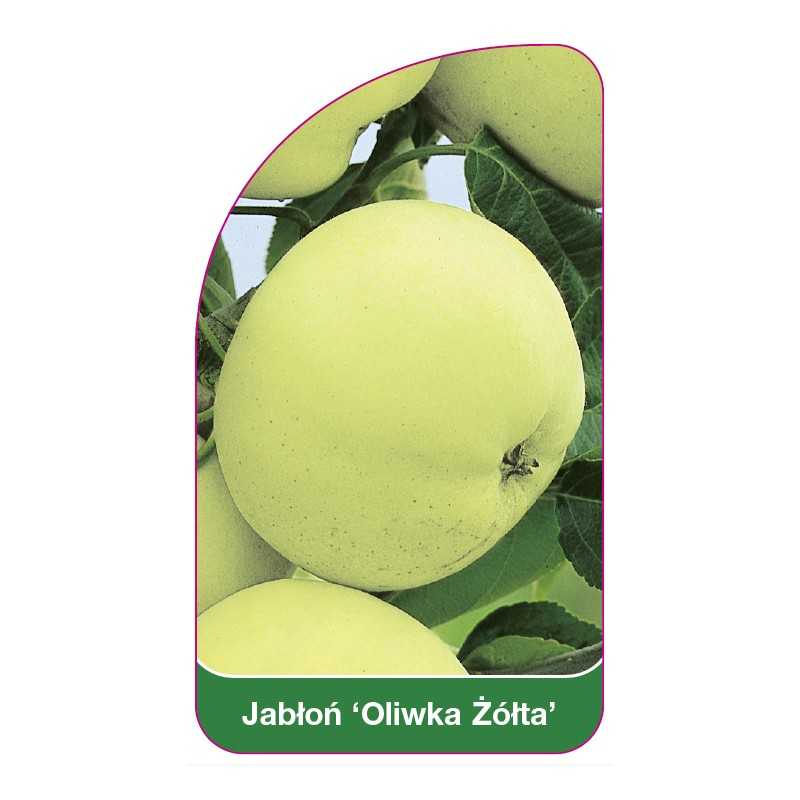 jablon-oliwka-zolta-1