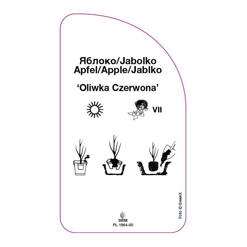 jablon-oliwka-czerwona-0