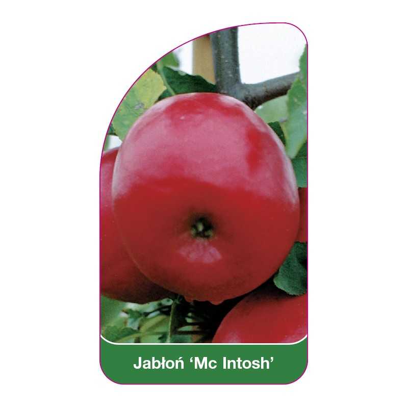 jablon-mc-intosh-1