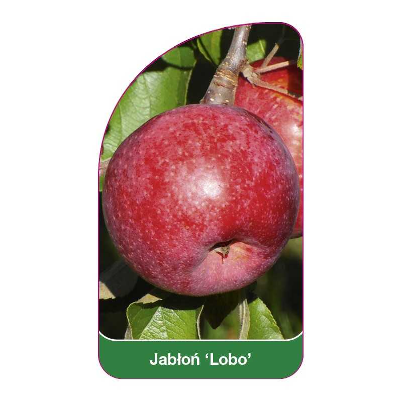 jablon-lobo-b1