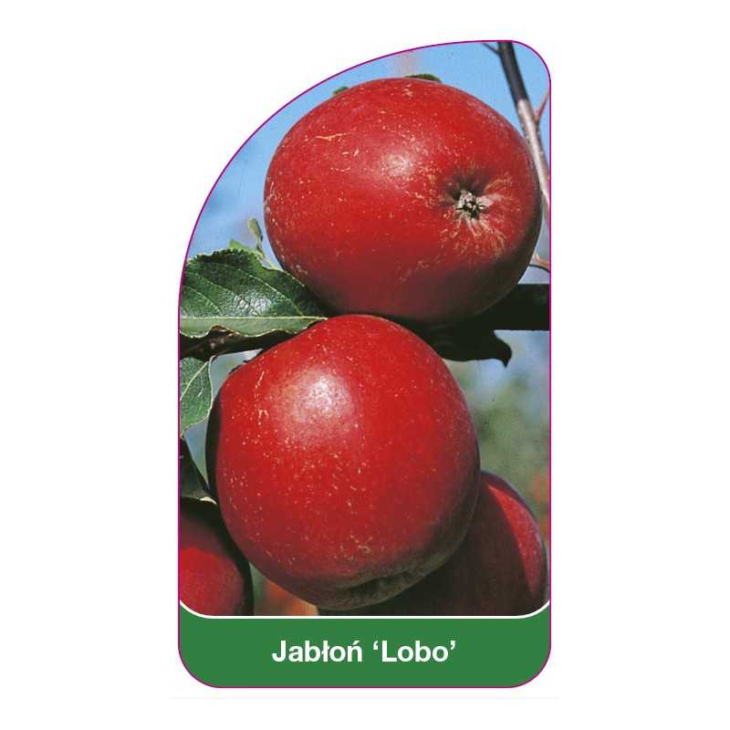 jablon-lobo-a1